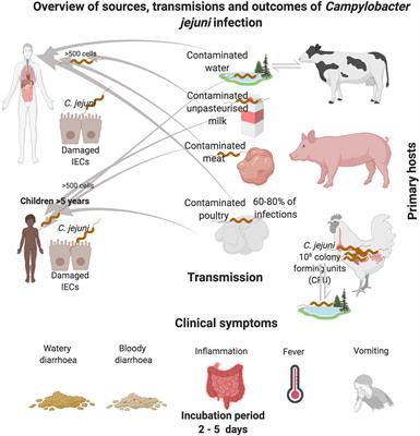 Revisiting Campylobacter jejuni Virulence and Fitness Factors: Role in Sensing, Adapting, and Competing